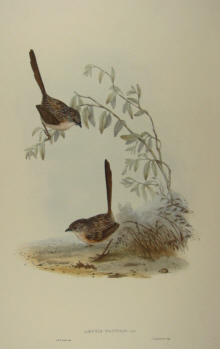 John Gould's Birds of Australia